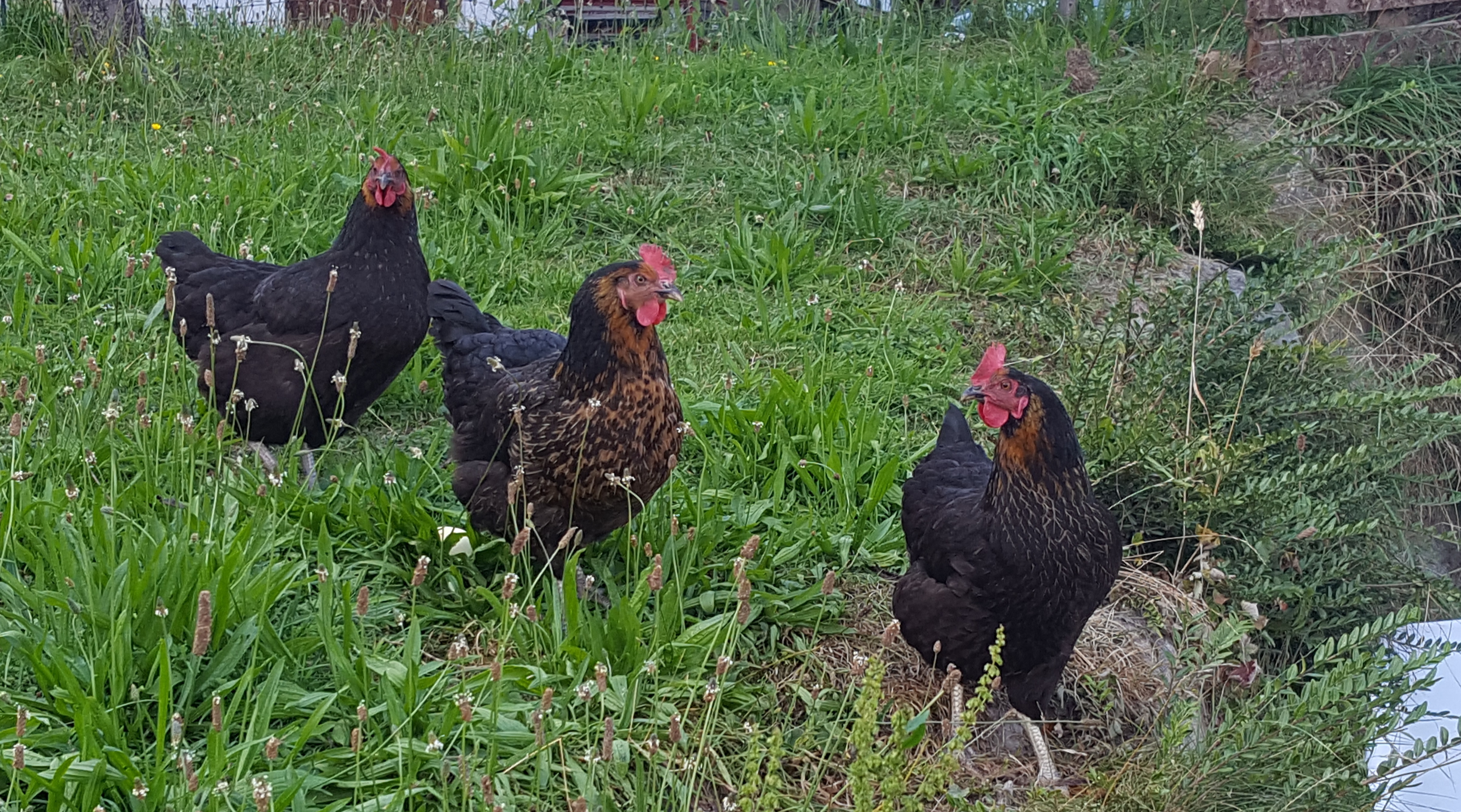 Futter für Hühner, Junghühner und Küken